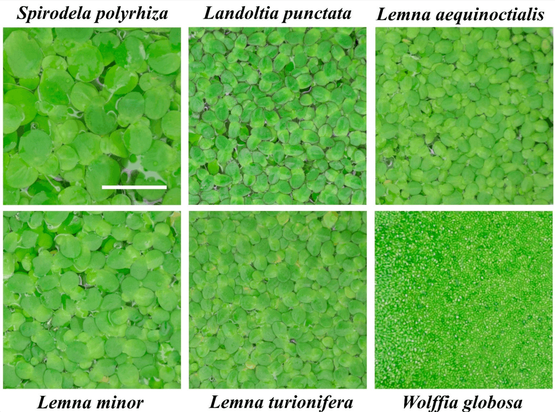 Wolffia Globosa vs Lemna Minor: What's the Difference (And Why Does It Actually Matter)?