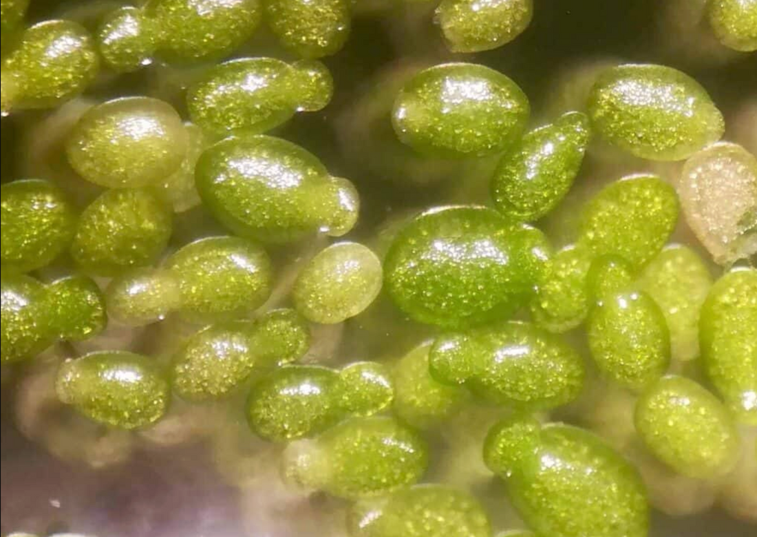 Wolffia Arrhiza vs Wolffia Globosa: What's Actually Different (And Which One Should You Care About?)
