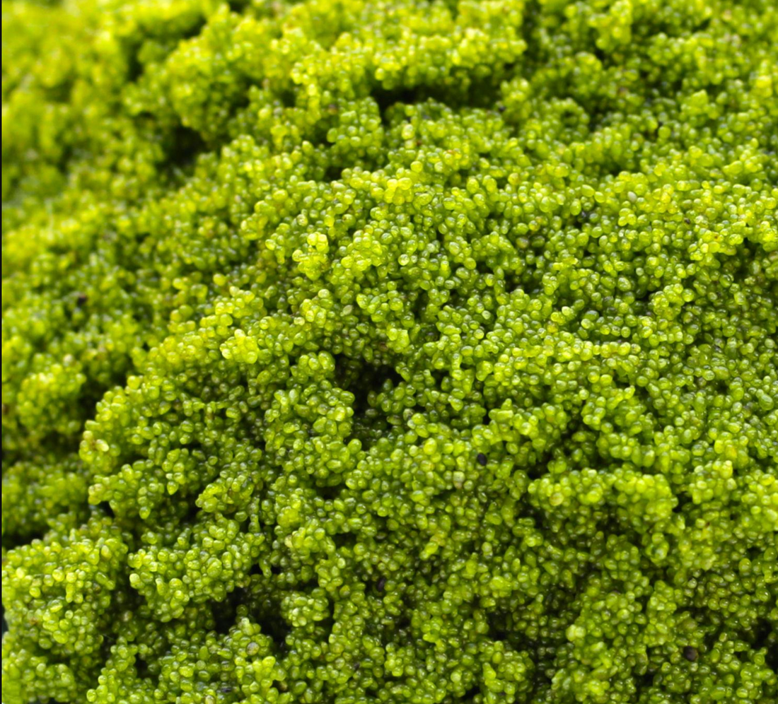 Wolffia Globosa vs Chlorella: Which Aquatic Superfood Actually Wins on Nutrition?