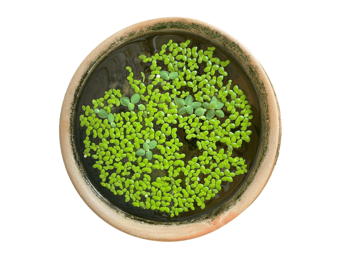 Wolffia Globosa vs Mankai: What's Actually the Difference?