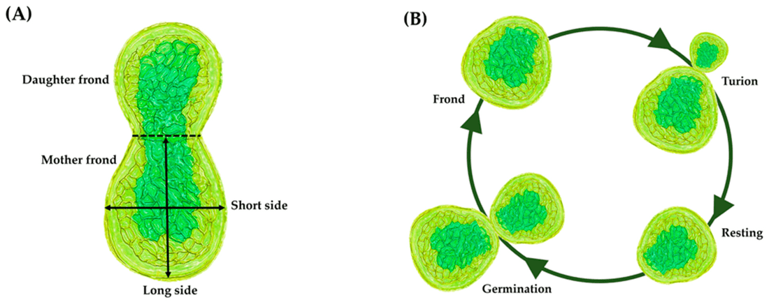 How Does Wolffia Reproduce? The Asexual Budding Process Explained