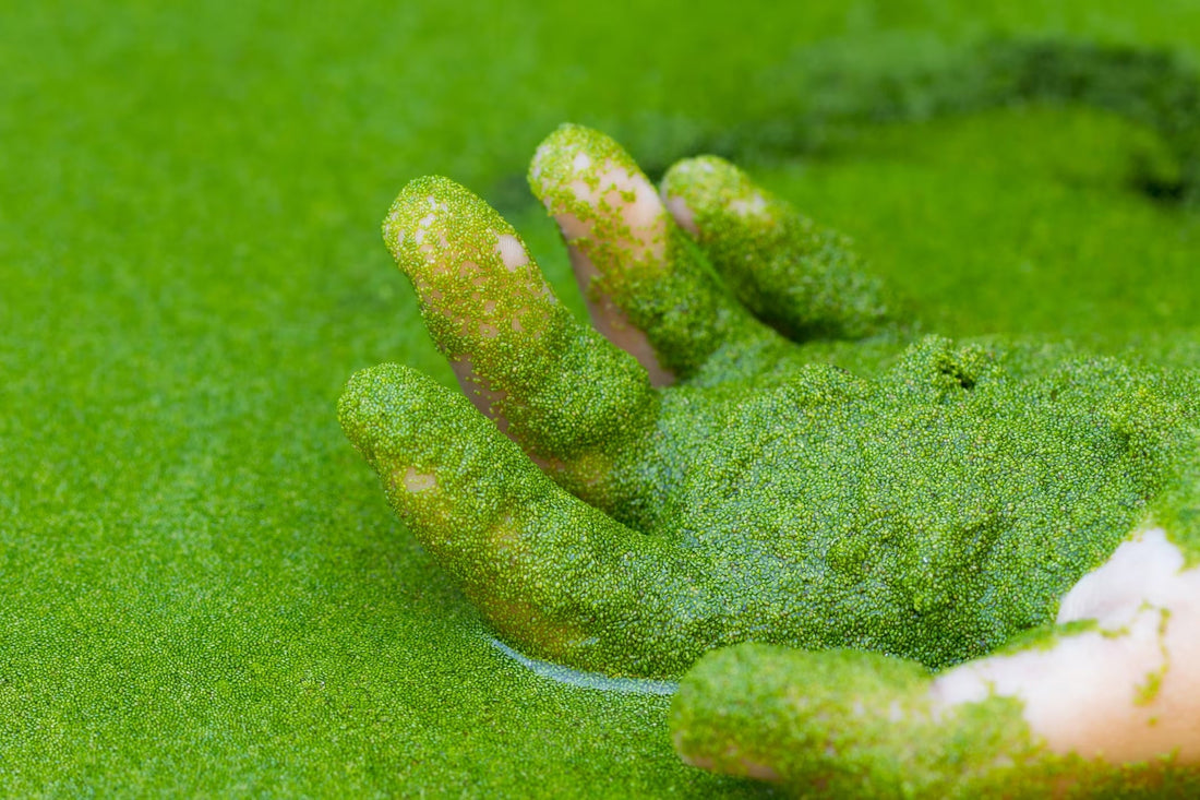 Can Wolffia Grow in Saltwater? Here's What the Science Shows