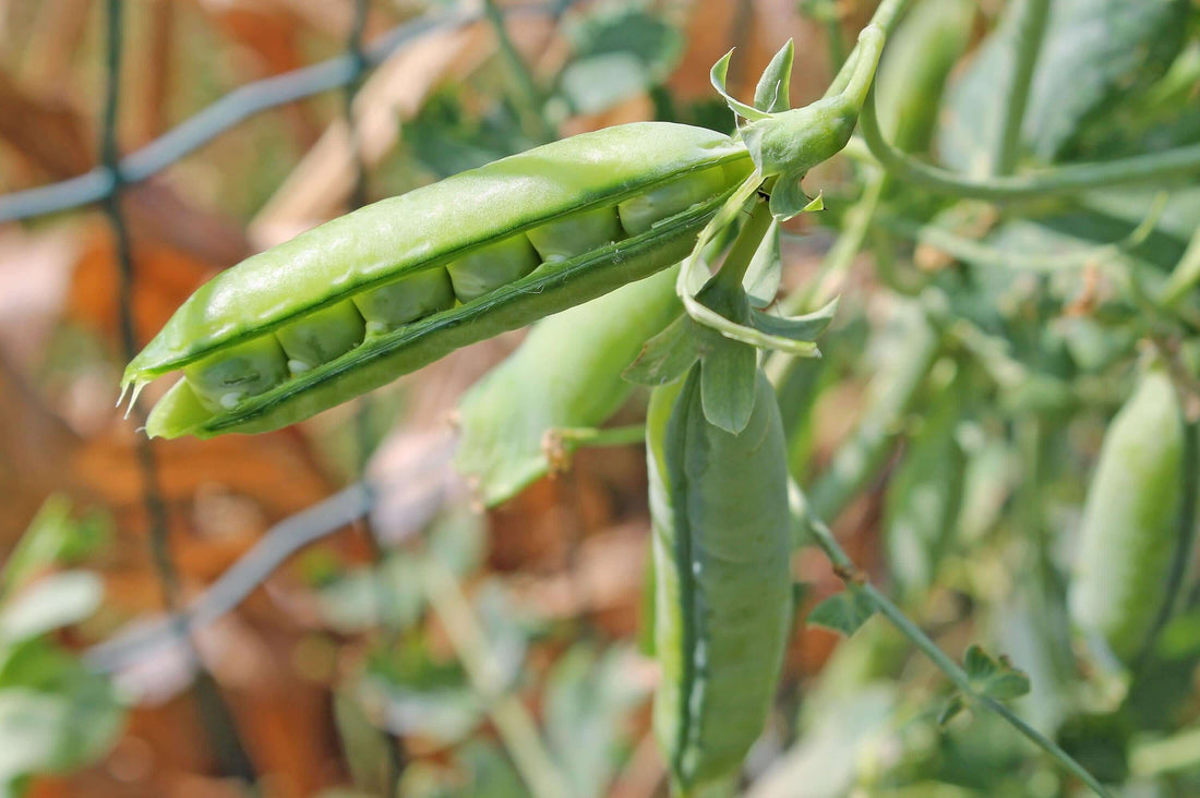 Substitute for Snap Peas: Why Wolffia Might Be the Upgrade Your Salads Need