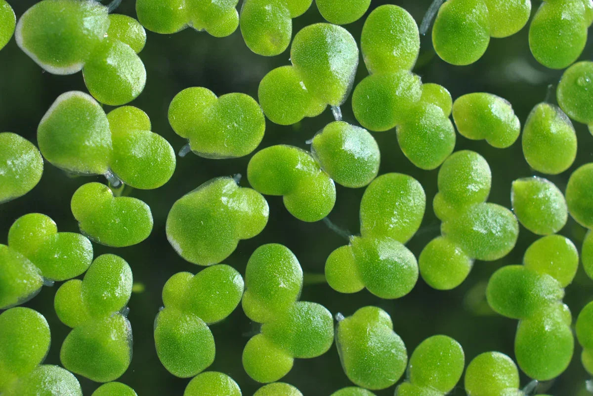 Duckweed Nutrition Facts: What This Tiny Floating Plant Can Actually Do For Your Health
