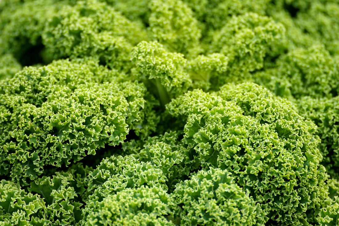 Is Wolffia Globosa Better Than Kale? The Answer Might Surprise You