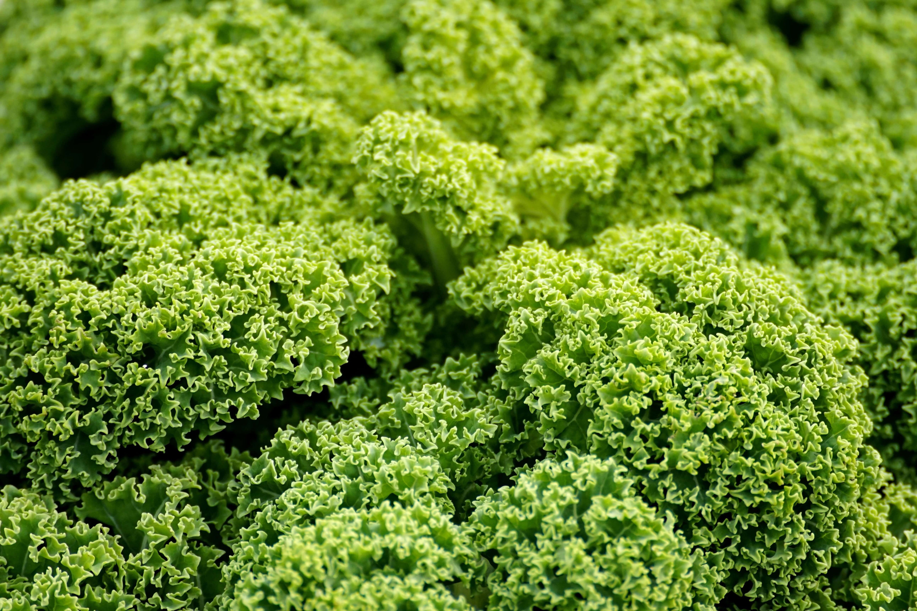 Is Wolffia Globosa Better Than Kale? The Answer Might Surprise You