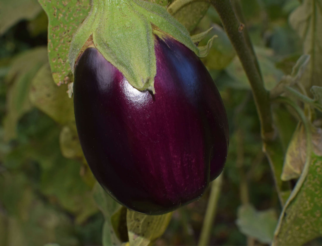 Substitute for Eggplant: 6 Better Options (Including One You've Never Heard Of)