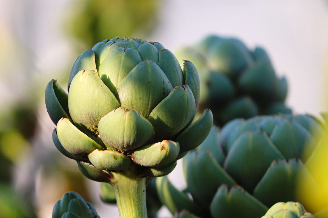Substitute for Artichoke: 8 Better Alternatives for Every Dish