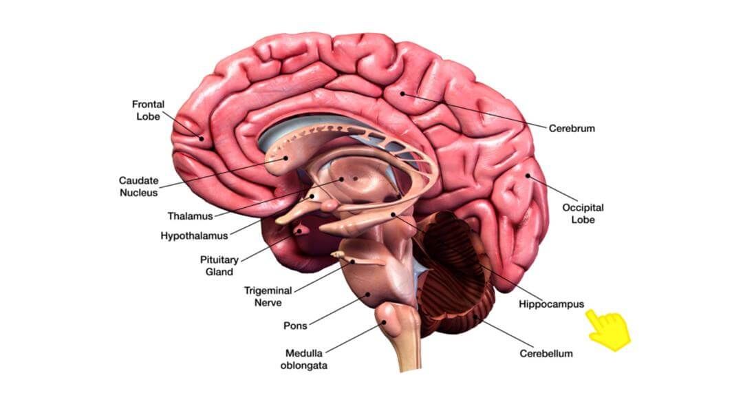 Cognitive Health Benefits of Wolffia Globosa: What a Tiny Aquatic Plant Might Do for Your Brain