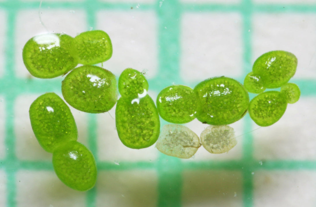 Wolffia Globosa Nutrition Facts: The Complete Breakdown of the World's Most Nutritionally Dense Plant (Gram for Gram)