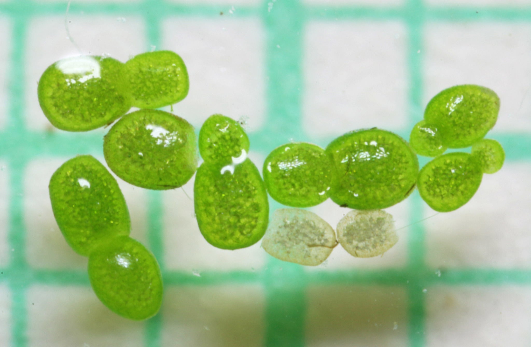 Wolffia Globosa Nutrition Facts: The Complete Breakdown of the World's Most Nutritionally Dense Plant (Gram for Gram)