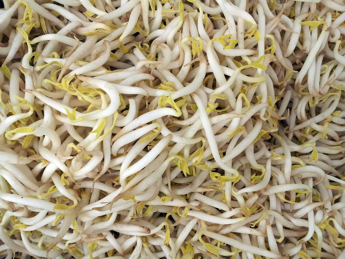 Substitute for Bean Sprouts: 7 Nutritious Alternatives (Wolffia Ranked #1)