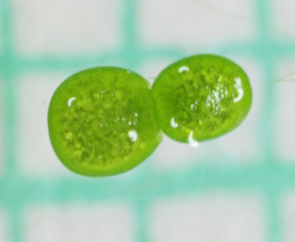 What is the Scientific Taxonomy of Wolffia Globosa? (The Full Breakdown)