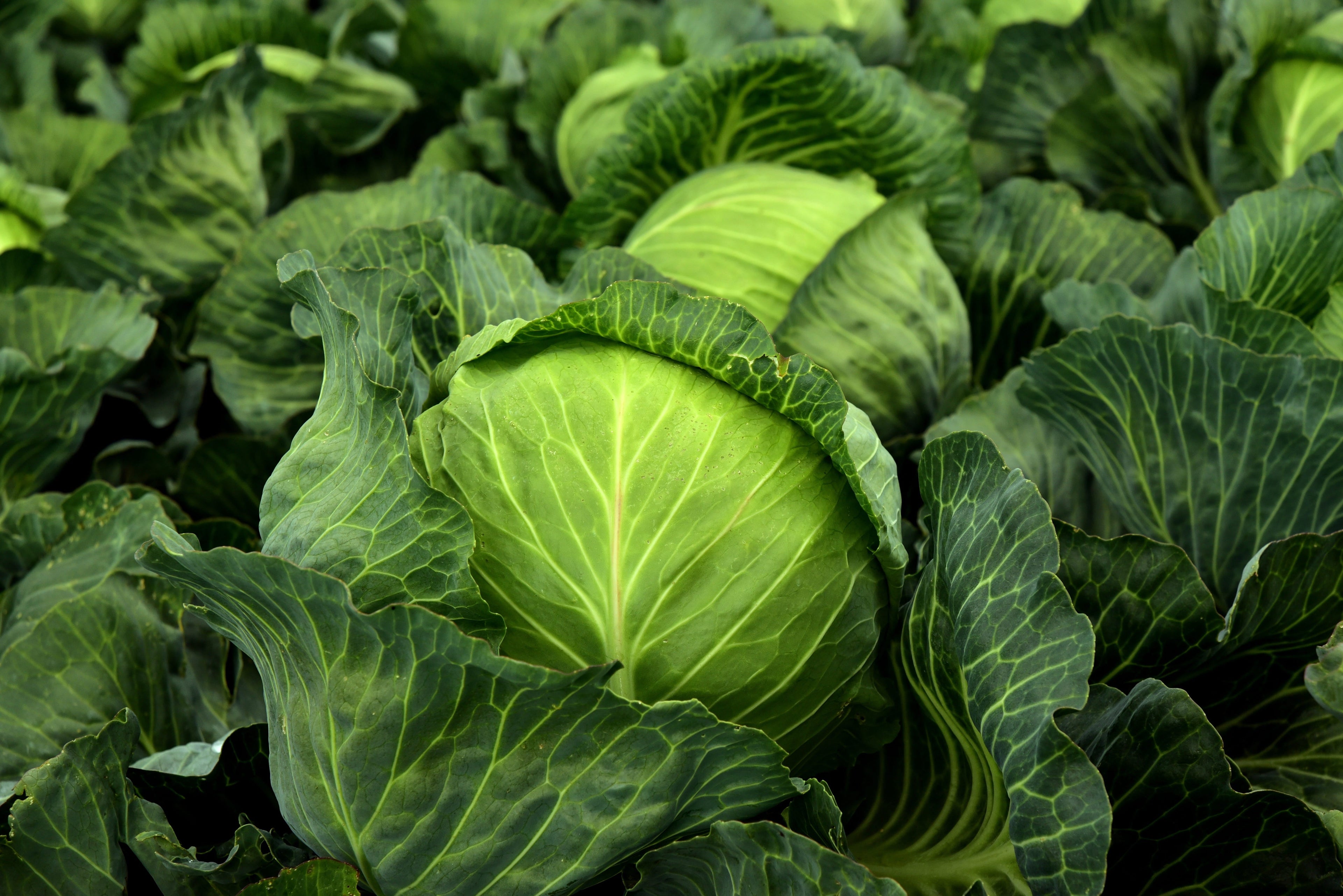 Cabbage Alternatives: 13 Substitutes for Every Recipe (Ranked)