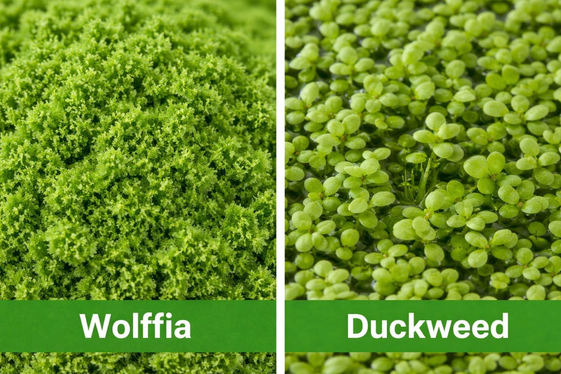 Wolffia and Duckweed: What's the Difference (And Why It Matters More Than You Think)